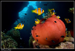 Red Anemone with anemonefish. by Dray Van Beeck 